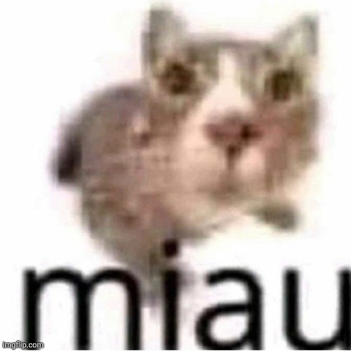 Miau Image
